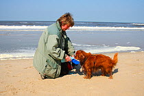 Woman giving water to ruby Cavalier king charles spaniel on beach, Texel, Netherlands, model released