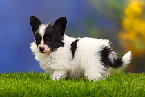 Papillon / Butterfly dog / Continental toy spaniel puppy, 7 weeks
