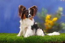Male Papillon / Butterfly dog / Continental toy spaniel sitting, 8 months