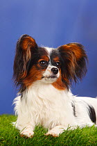 Female Papillon / Butterfly dog / Continental toy spaniel lying down, 8 months