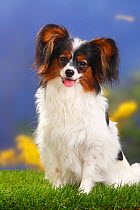 Female Papillon / Butterfly dog / Continental toy spaniel sitting, 8 months