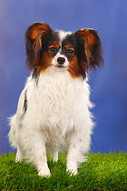 Female Papillon / Butterfly dog / Continental toy spaniel, 8 months