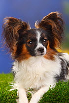 Male Papillon / Butterfly dog / Continental toy spaniel lying down, 8 months