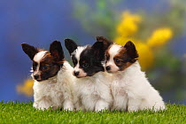 Three Papillon / Butterfly dog / Continental toy spaniel puppies sitting in a row, 7 weeks