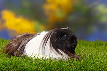 Sheltie Guinea pig, black-and-white