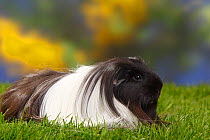 Sheltie Guinea pig portrait, black-and-white