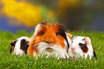 Coronet Guinea pig with two babies, tortoiseshell-and-white