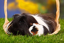 Sheltie Guinea pig, black-and-white with young, tortoiseshell-and-white, in a basket
