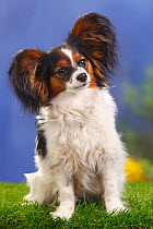 Papillon / Butterfly dog / Continental toy spaniel bitch sitting, 8 months