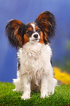Papillon / Butterfly dog / Continental toy spaniel bitch sitting, 8 months