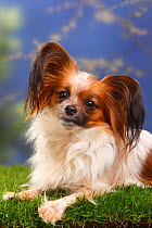 Papillon / Butterfly dog / Continental toy spaniel lying down