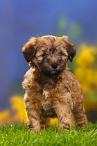 Tibetan terrier puppy standing, 8 weeks