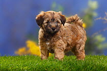 Tibetan terrier puppy, 8 weeks