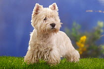 West highland white terrier / Westie portrait, 12 years