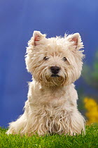 West highland white terrier/ Westie, sitting, portrait, 12 years