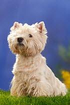 West highland white terrier / Westie, sitting, portrait, 12 years