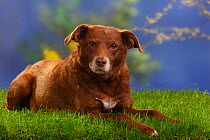 Mixed breed dog, lying down, portrait, 10 years
