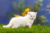 Siberian forest cat, kitten, 7 weeks, white coat