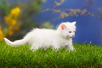 Siberian forest cat, kitten walking through grass, 7 weeks, white coat
