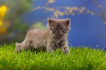 Siberian forest cat, kitten walking through grass, 7 weeks, blue-silver
