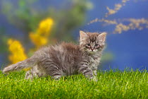 Siberian forest cat, kitten, 7 weeks, blue-silver-tabby