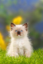Neva Masquarade / Siberian Forest Cat, kitten sitting in grass, 7 weeks