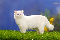 Siberian Forest Cat standing on grass, white
