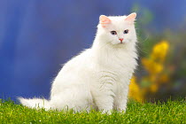 Siberian Forest Cat sitting, white