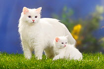 Siberian Forest Cat with kitten, 7 weeks, white coats