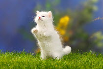 Siberian Forest cat kitten standing on hind legs pouncing, 7 weeks, white coat
