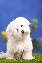 Coton de Tulear with head tilted, 7 years