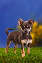 Smooth haired Chihuahua puppy, blue-tan, 4 months