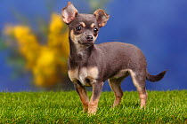 Smooth haired Chihuahua puppy, blue-tan, 4 months