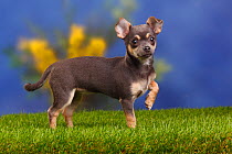 Smooth haired Chihuahua puppy standing with front left paw raised, blue-tan, 4 months