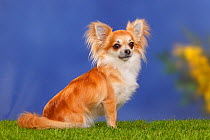 Long haired Chihuahua sitting