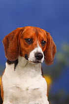 Male Beagle, head portrait, 11 months