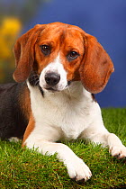Male Beagle, portrait, 11 months