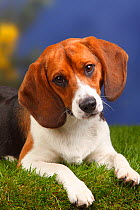 Male Beagle, lying down with head tilted, 11 months