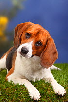 Male Beagle, lying down with head tilted, 11 months