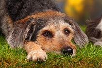 Mixed breed dog, lying on grass, 10 years