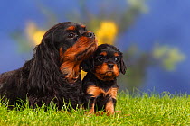 Cavalier king charles spaniel with puppy, 5 weeks, black-and-tan
