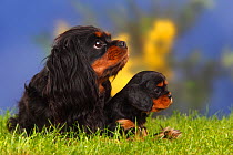 Cavalier king charles spaniel with puppy, 5 weeks, black-and-tan