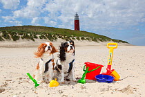 Two Cavalier king charles spaniels sitting on beach by toys, one blenheim the other tricolour, Texel Island, Netherlands