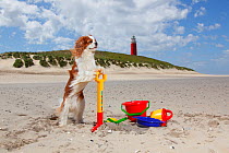 Blenheim Cavalier king charles spaniel standing on hind legs against toy spade as if digging on beach, Texel Island, Netherlands