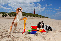 Two Cavalier king charles spaniels, blenheim one standing on hind legs against spade as if digging with a tricolour one lying on sand near toys on beach, Texel Island, Netherlands