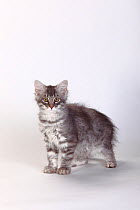 Siberian forest cat kitten, 3 months, blue-silver-tabby