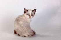 Neva masquarade / Siberian forest cat kitten looking over shoulder, 3 months