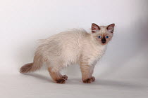 Neva masquarade / Siberian forest cat kitten, 3 months