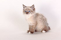 Neva masquarade / Siberian forest cat, kitten sitting, 8 weeks