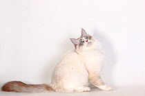 Neva masquarade/ Siberian forest cat, tomcat sitting looking up